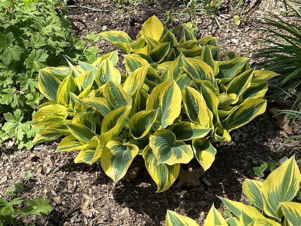 Photo of Hosta 'First Frost' uploaded by bxncbx