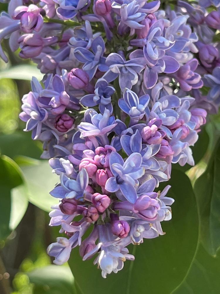 Photo of Common Lilac (Syringa vulgaris 'President Grevy') uploaded by bxncbx
