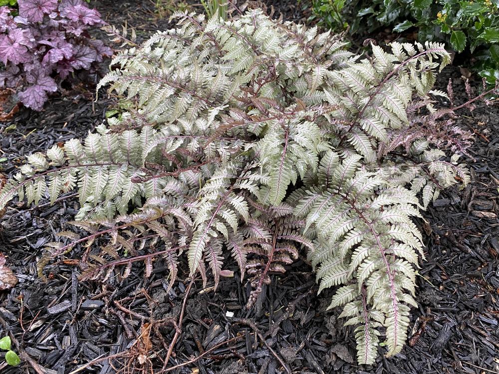 Photo of Japanese Painted Fern (Anisocampium niponicum) uploaded by csandt