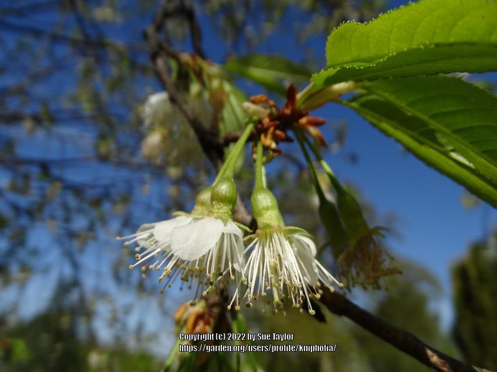 Photo of Ornamental Cherry (Prunus serrula) uploaded by kniphofia