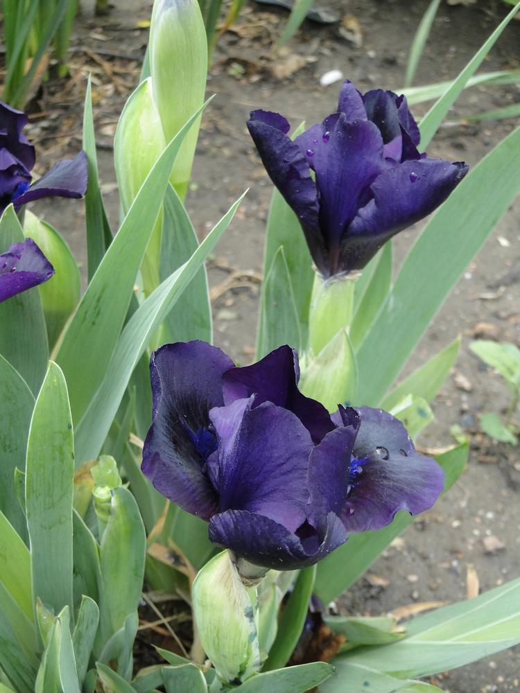 Photo of Standard Dwarf Bearded Iris (Iris 'Jewel Baby') uploaded by lauriemorningglory
