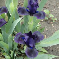 Location: southeast Nebraska 
Date: 2022-04-30
One of the first to bloom.  Dark velvety purple.