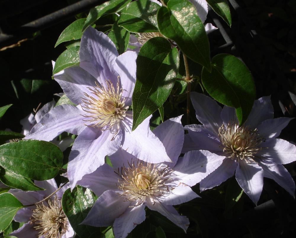 Photo of Clematis Filigree™ uploaded by lovemyhouse