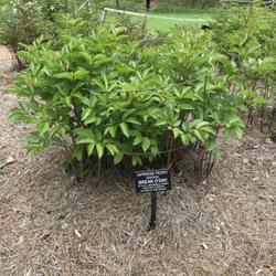 Location: Meadowlark Botanical Garden, Fairfax, Virginia (May 2022)
Date: 2022-05-01