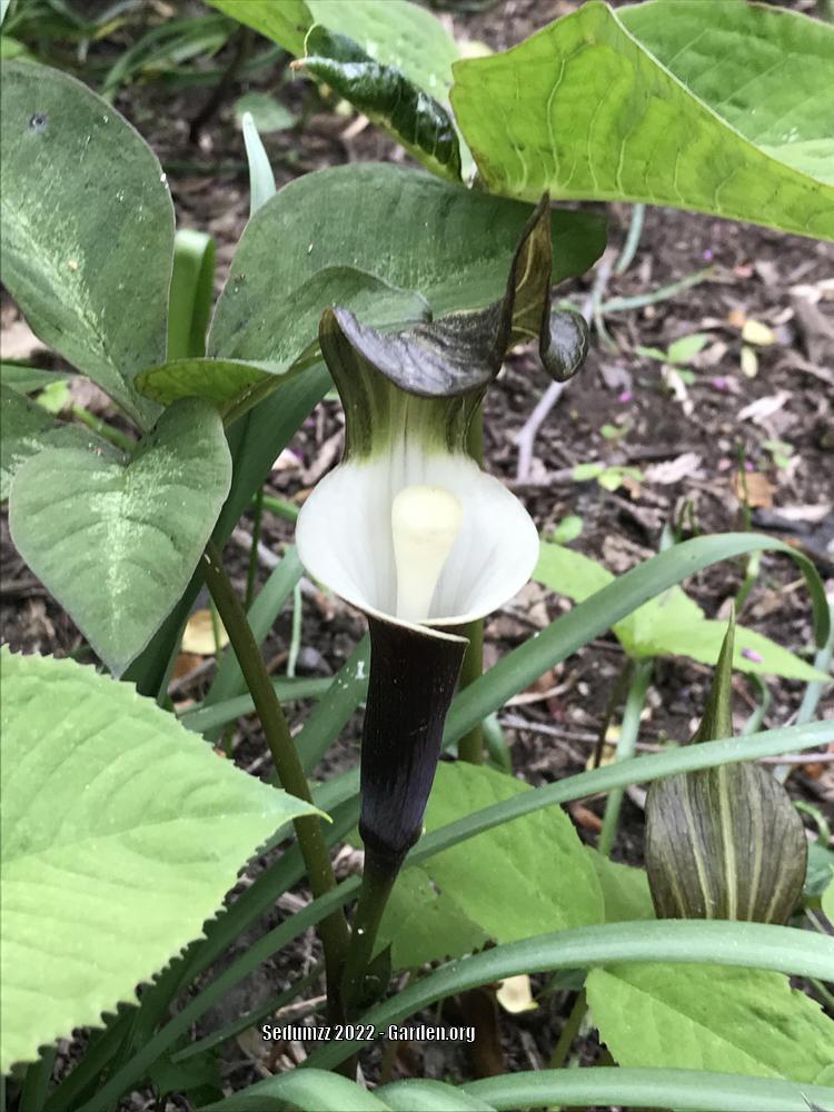Photo of Japanese Cobra Lily (Arisaema sikokianum) uploaded by sedumzz
