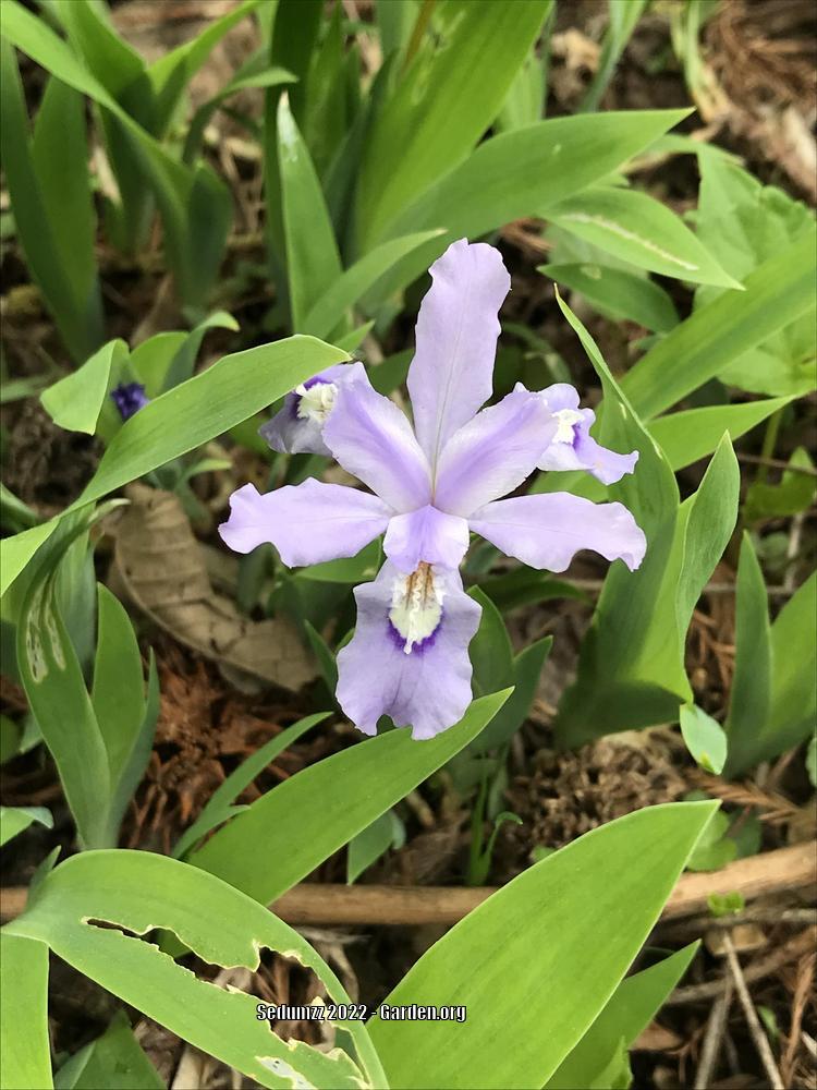 Photo of Species Iris (Iris cristata) uploaded by sedumzz