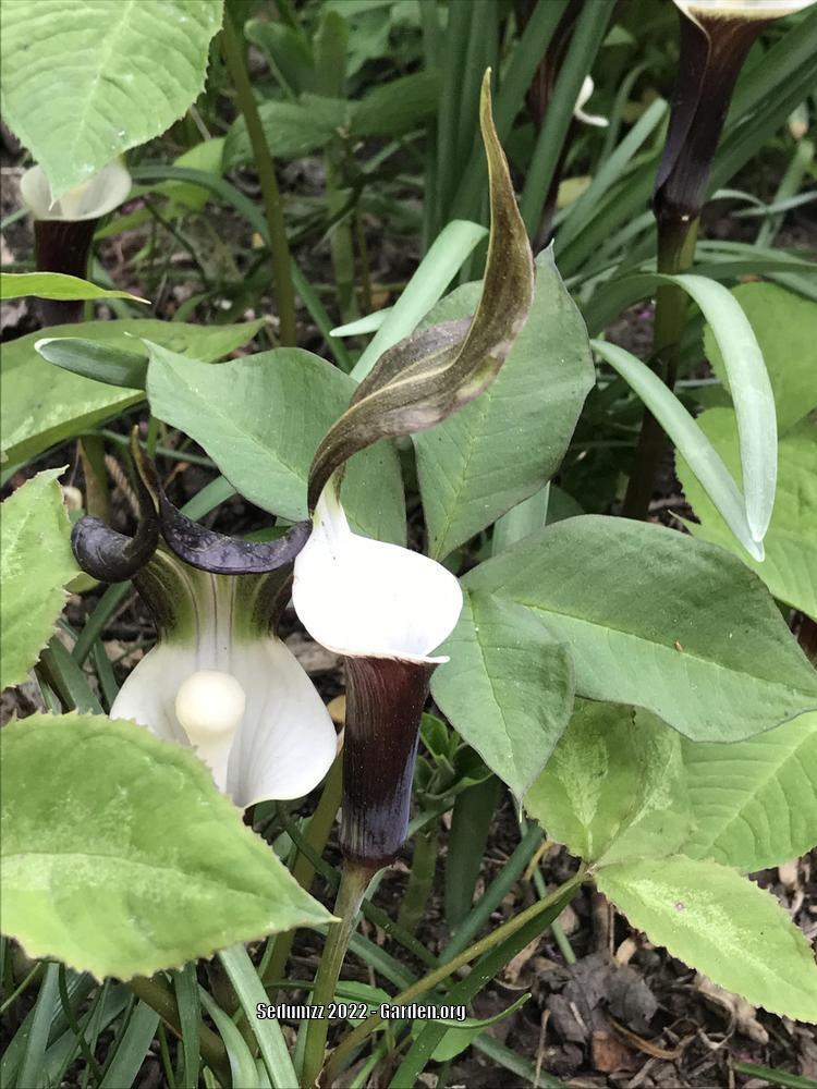 Photo of Japanese Cobra Lily (Arisaema sikokianum) uploaded by sedumzz