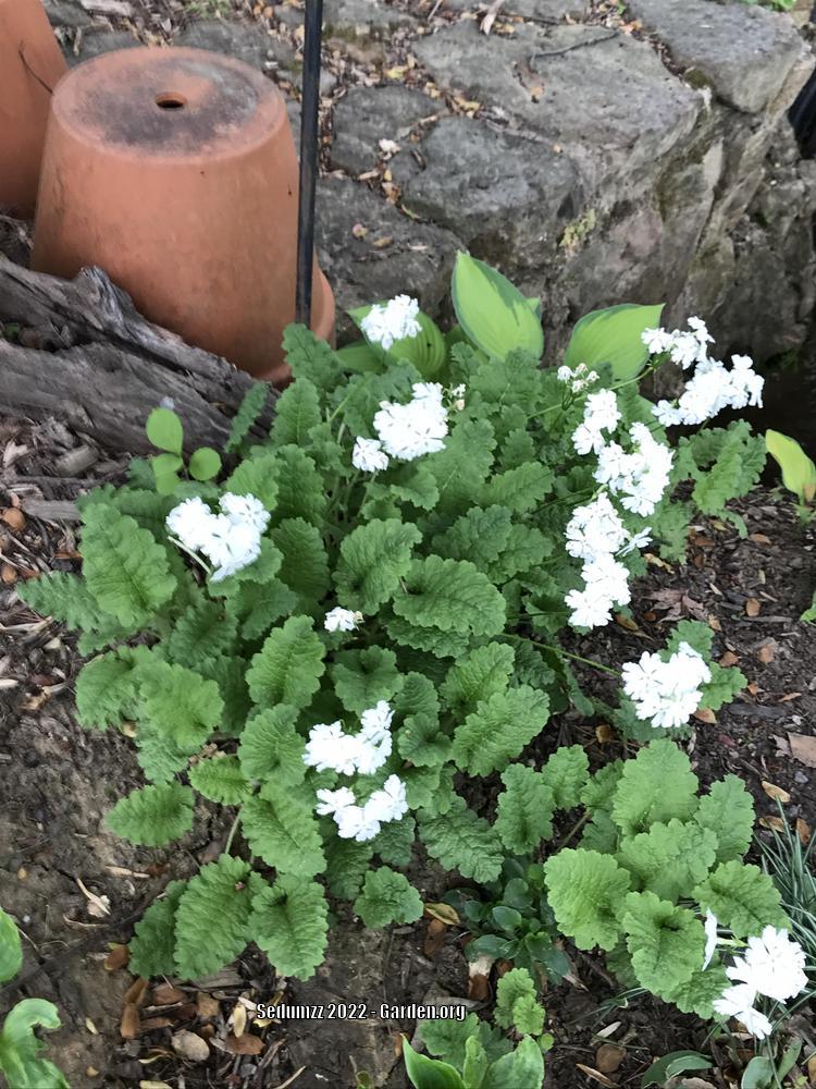 Photo of Primroses (Primula) uploaded by sedumzz