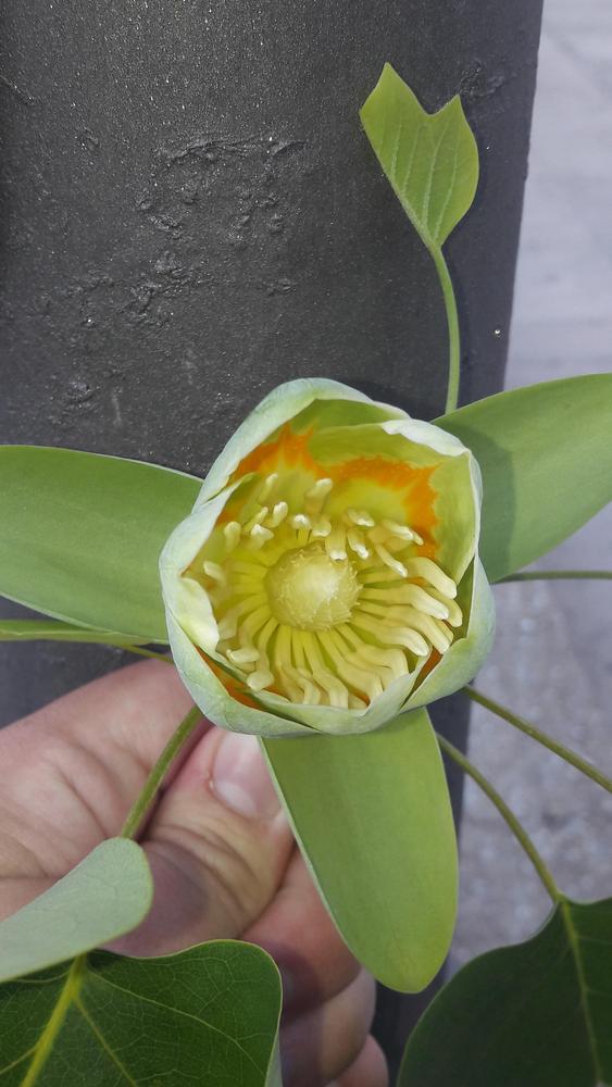 Photo of Tulip Poplar (Liriodendron tulipifera) uploaded by skopjecollection