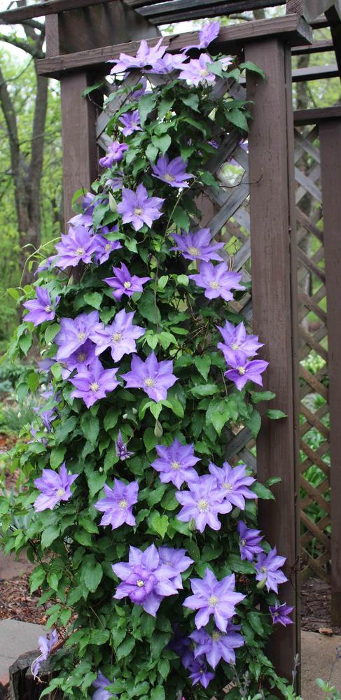 Photo of Clematis 'H.F. Young' uploaded by Bloombuddie