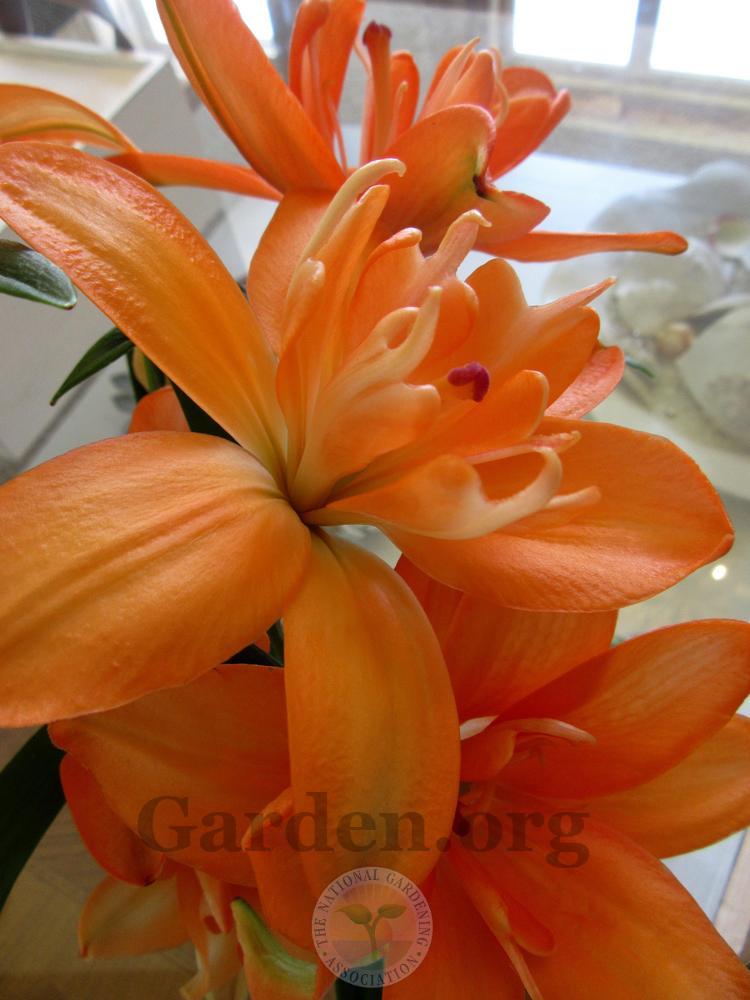 Photo of Dwarf Asiatic Lily (Lilium Lily Looks™ Tiny Double You) uploaded by Frillylily