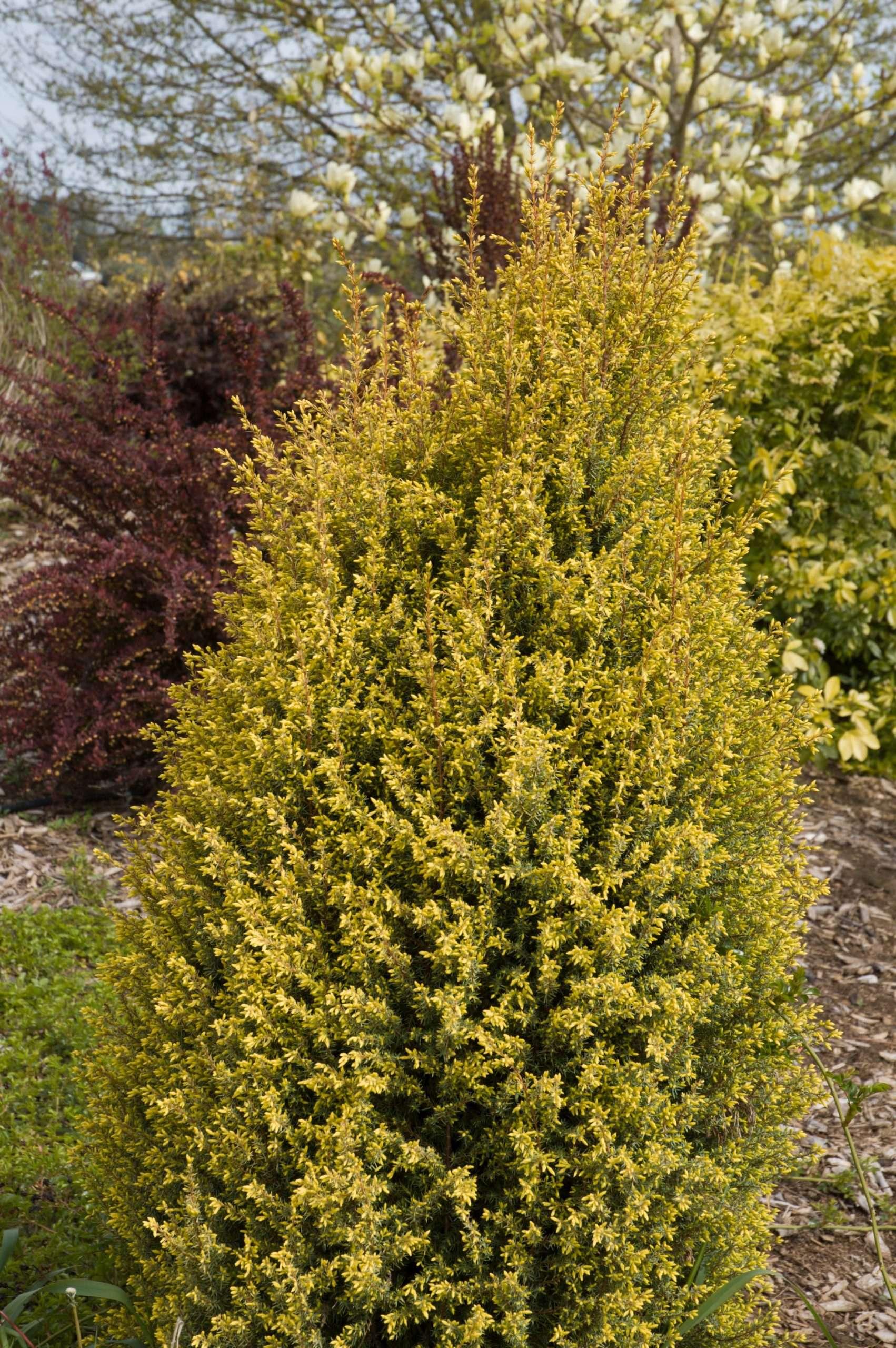 Photo of Juniper (Juniperus communis 'Gold Cone') uploaded by Joy
