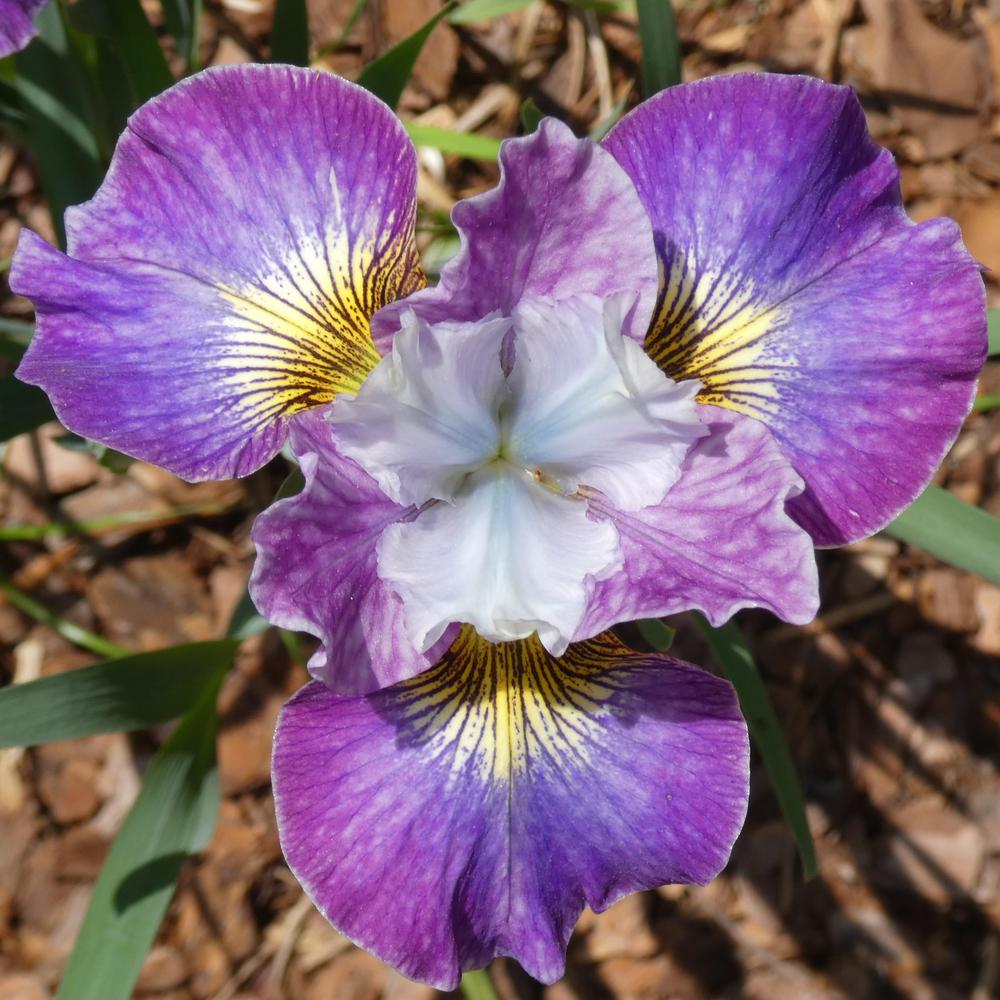 Photo of Siberian Iris (Iris 'Charming Billy') uploaded by LoriMT