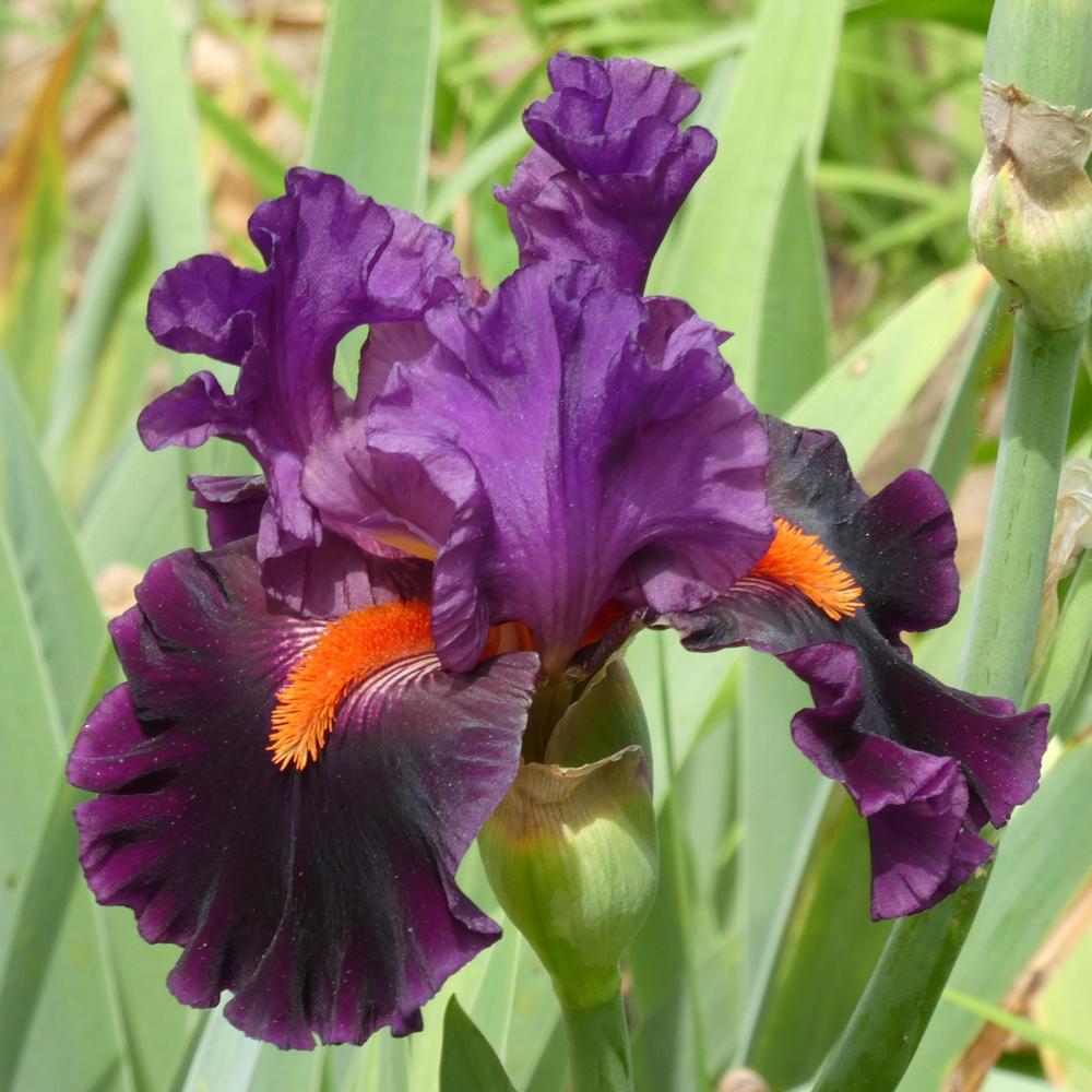 Photo of Tall Bearded Iris (Iris 'Sharp Dressed Man') uploaded by LoriMT
