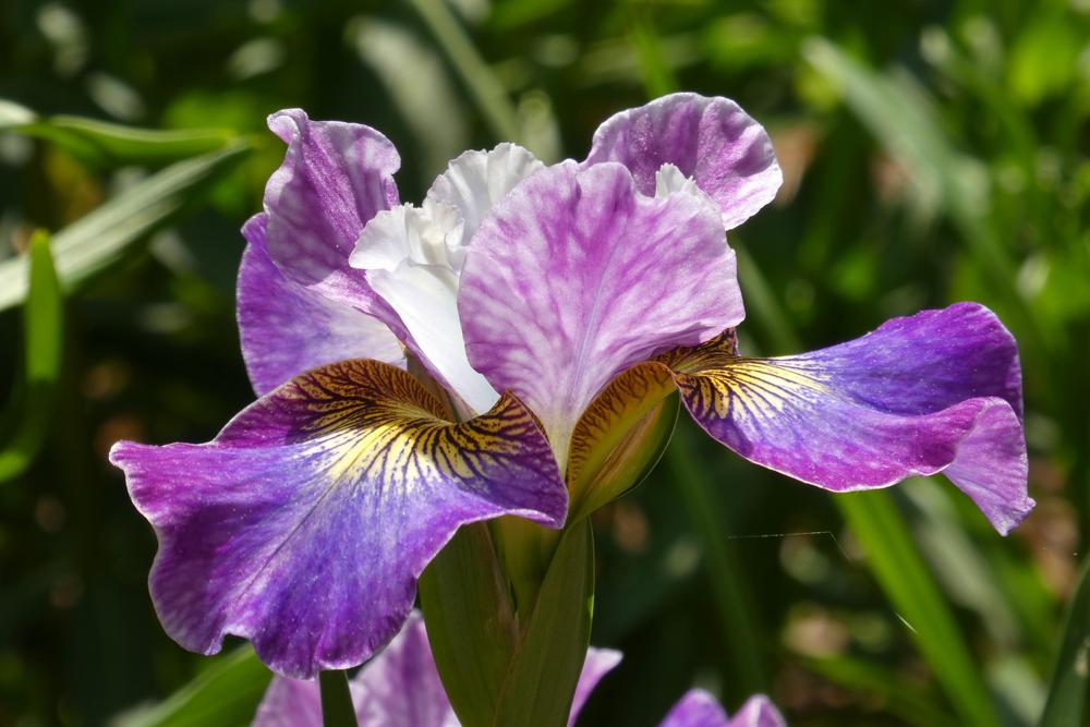 Photo of Siberian Iris (Iris 'Charming Billy') uploaded by LoriMT