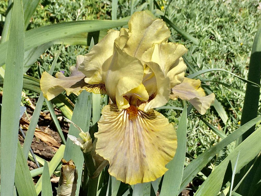 Photo of Tall Bearded Iris (Iris 'Green and Gifted') uploaded by Neela