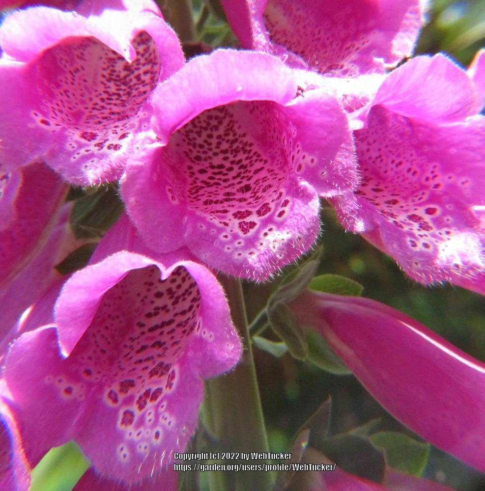 Photo of Foxglove (Digitalis purpurea) uploaded by WebTucker