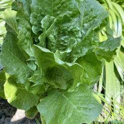 Location: My garden, Willow Valley Communities, Willow Street, Pennsylvania
Date: 2022-05-02
Re-grown from the root and a few leaves of a hydroponic Romaine l