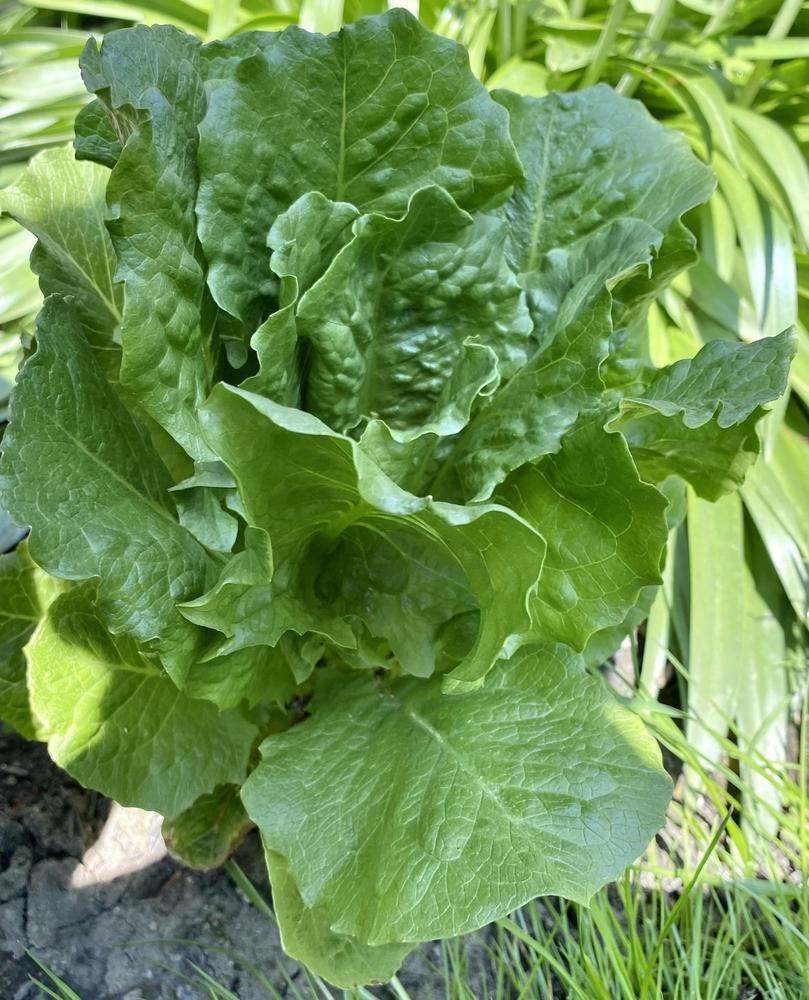 Photo of Lettuces (Lactuca sativa) uploaded by csandt
