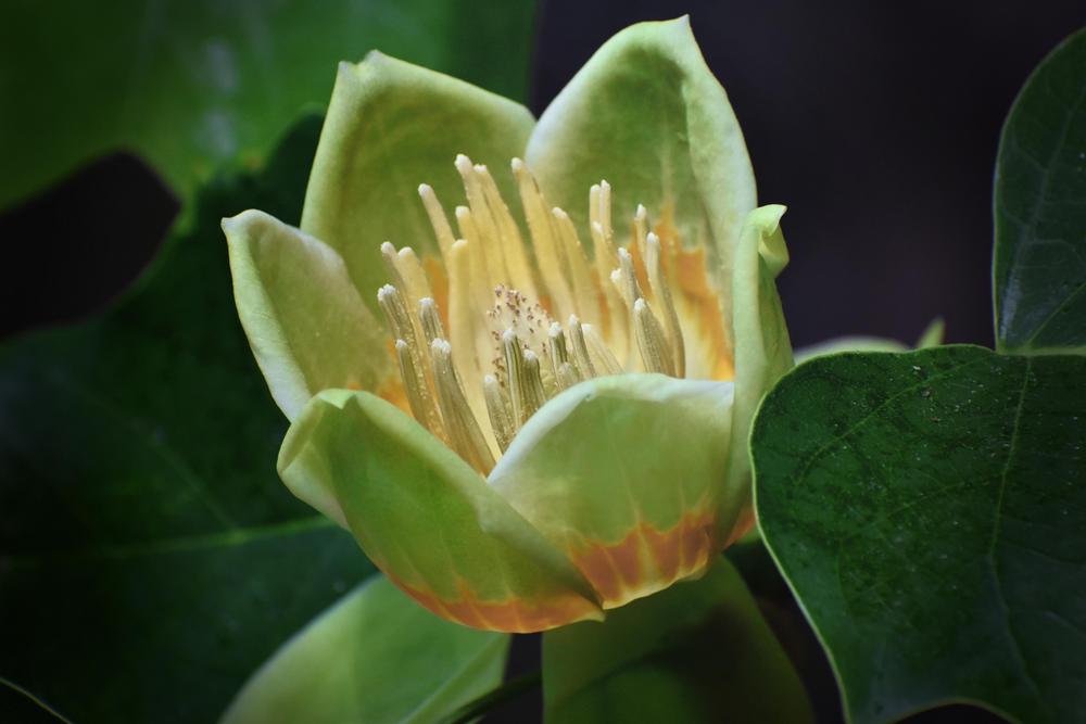 Photo of Tulip Poplar (Liriodendron tulipifera) uploaded by dawiz1753