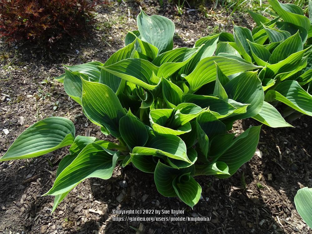 Photo of Hosta 'Blue Dimples' uploaded by kniphofia