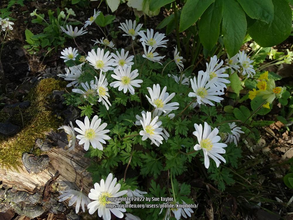 Photo of Grecian Windflower (Anemone blanda 'White Splendour') uploaded by kniphofia