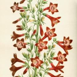 Location: illustration [as Gilia coronopifolia] from 'Flore des serres', 1856
Date: c. 1856