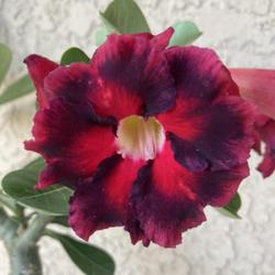 Location: Tampa, Florida
Date: 2022-05-02
My new grafted desert rose. This has beautiful color variations o