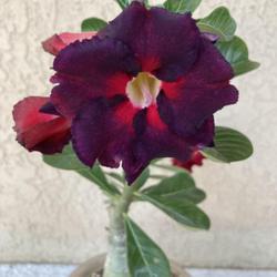Location: Tampa, Florida
Date: 2022-05-02
My new grafted desert rose. This has beautiful color variations.