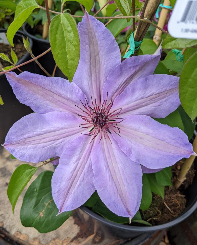 Photo of Clematis 'Blue Ravine' uploaded by Joy