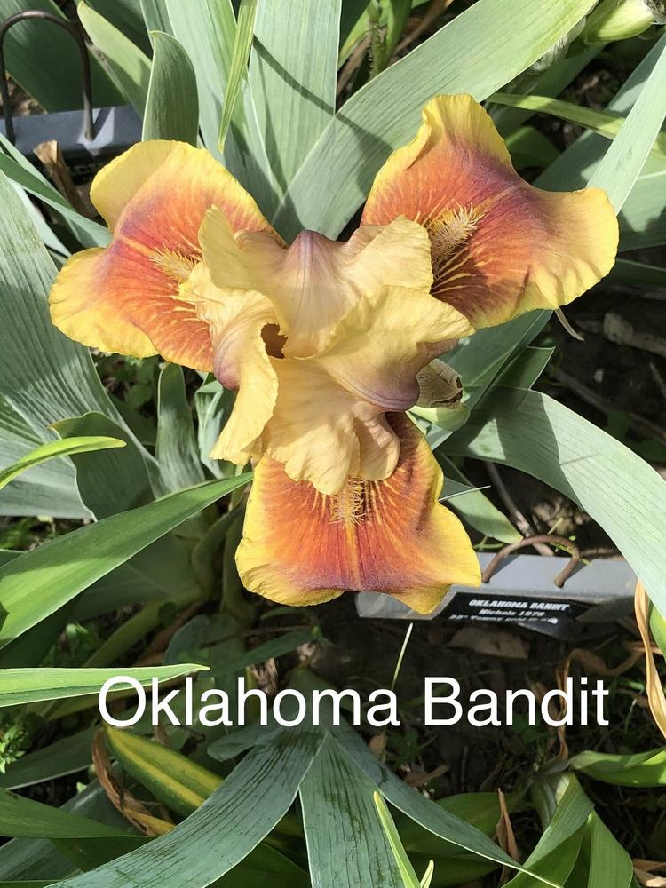 Photo of Intermediate Bearded Iris (Iris 'Oklahoma Bandit') uploaded by Lilydaydreamer