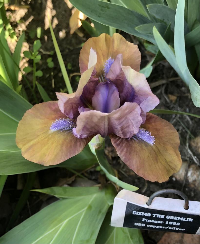 Photo of Standard Dwarf Bearded Iris (Iris 'Gizmo the Gremlin') uploaded by Lilydaydreamer