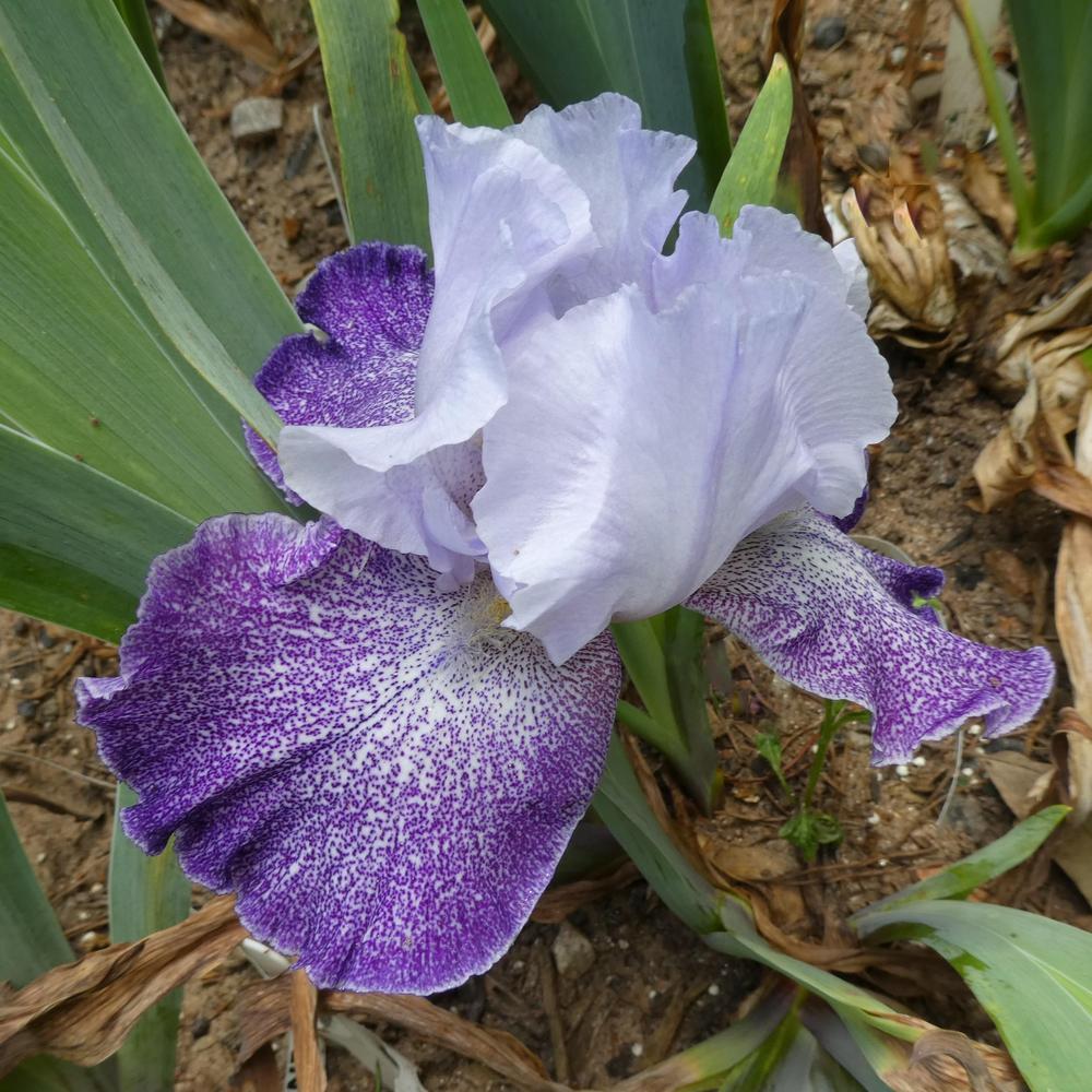 Photo of Tall Bearded Iris (Iris 'Splashacata') uploaded by LoriMT