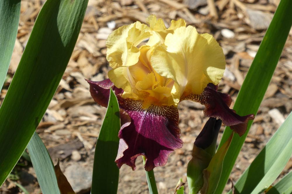 Photo of Tall Bearded Iris (Iris 'Decadence') uploaded by LoriMT