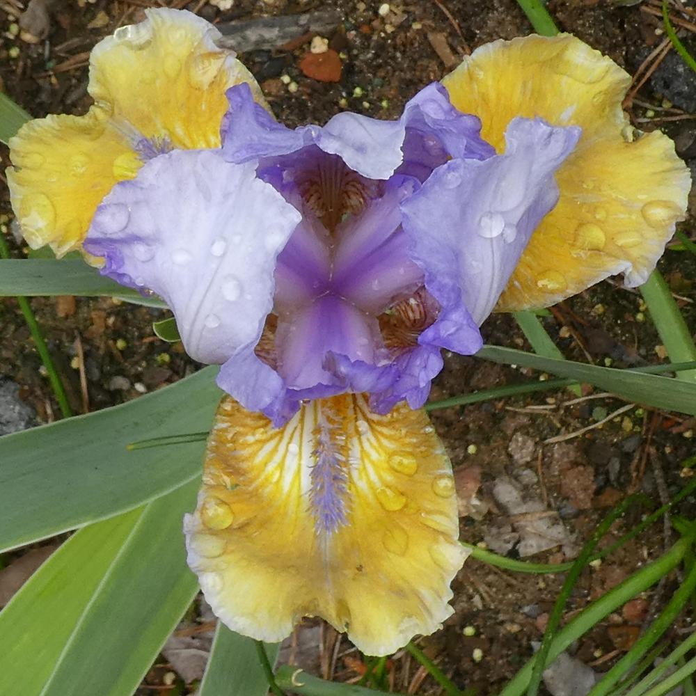 Photo of Intermediate Bearded Iris (Iris 'Bold Statement') uploaded by LoriMT