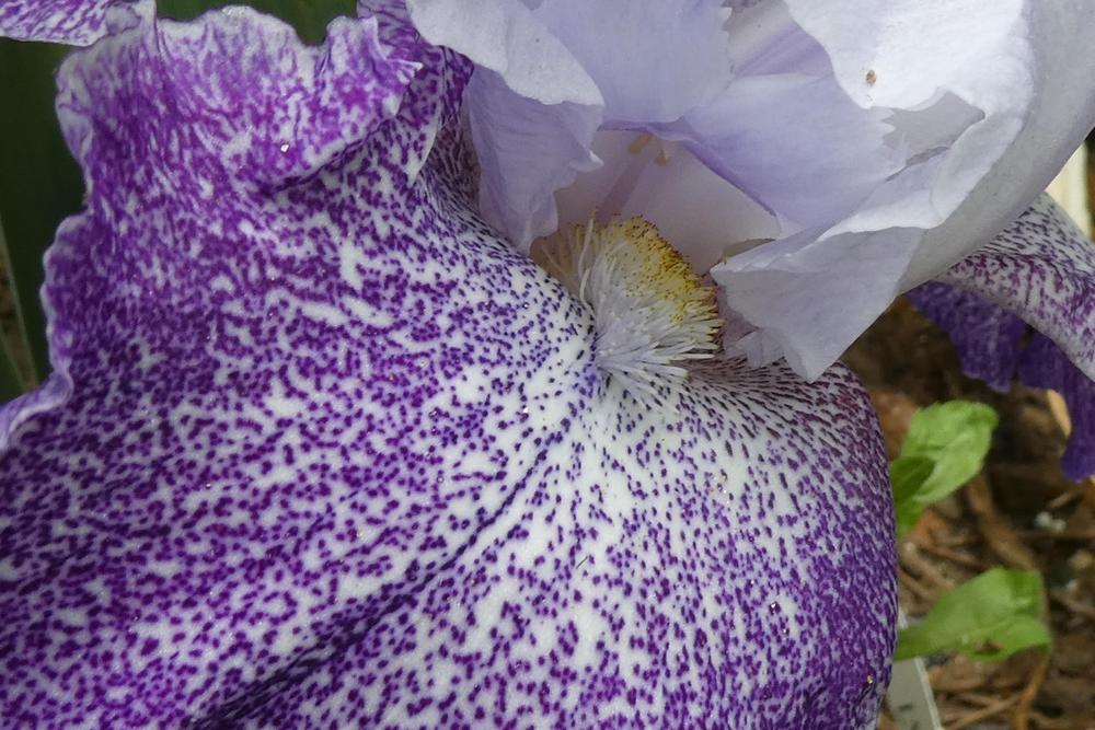 Photo of Tall Bearded Iris (Iris 'Splashacata') uploaded by LoriMT