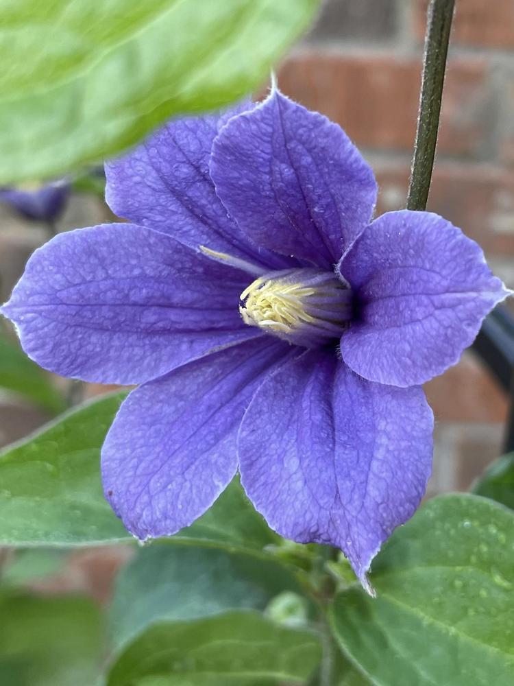 Photo of Clematis 'Arabella' uploaded by Silvana
