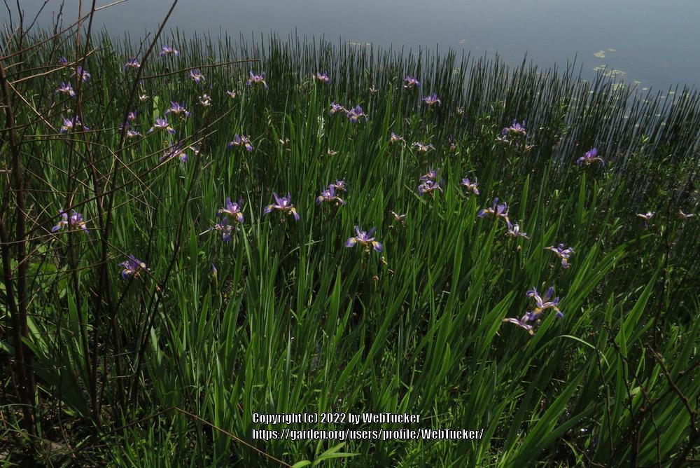 Photo of Species Iris (Iris virginica) uploaded by WebTucker