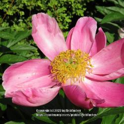 Location: Southern Pines, NC (Boyd House garden)
Date: May 2, 2022
Peony #38 nn; LHB p. 405, 70-17, "Ancient name said to commemorat