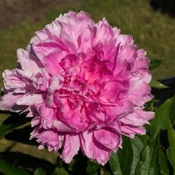 Location: Peony Garden, Nichols Arboretum, Ann Arbor
Date: 2016-06-11
An example of a bloom that expressed a range of tones, and a dept