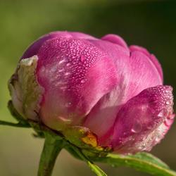 Location: Peony Garden, Nichols Arboretum, Ann Arbor
Date: 2016-06-02
Dew drops tell a story of a bud that was more tightly closed when