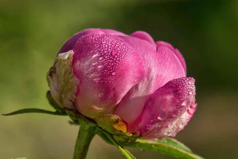 Photo of Peonies (Paeonia) uploaded by arctangent