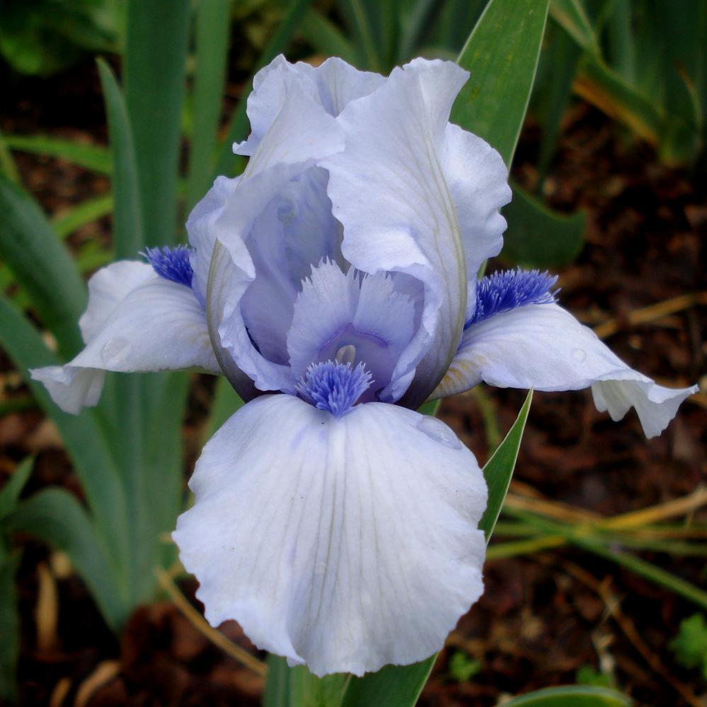 Photo of Standard Dwarf Bearded Iris (Iris 'Forever Blue') uploaded by lovemyhouse