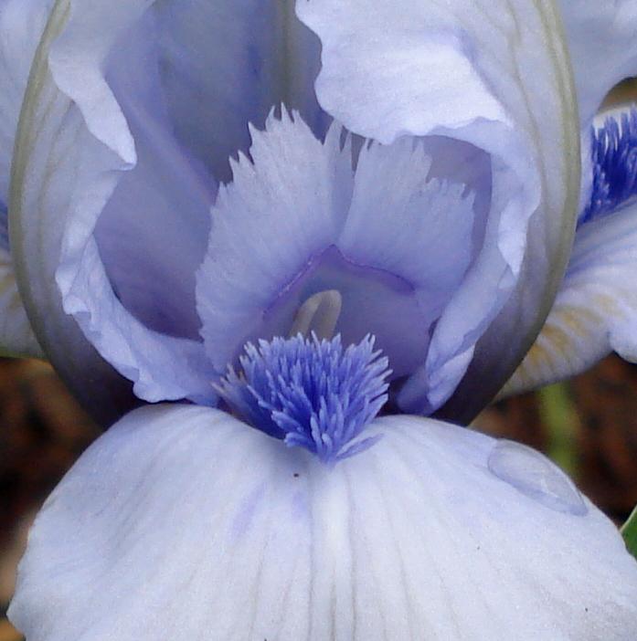Photo of Standard Dwarf Bearded Iris (Iris 'Forever Blue') uploaded by lovemyhouse