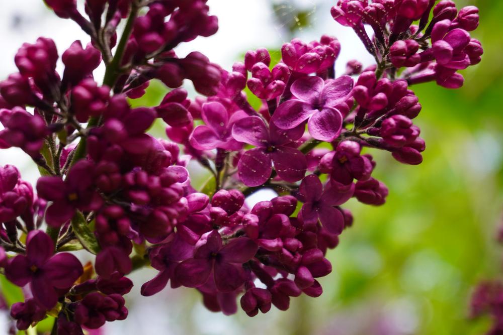 Photo of Common Lilac (Syringa vulgaris 'Andenken an Ludwig Spath') uploaded by D3LL