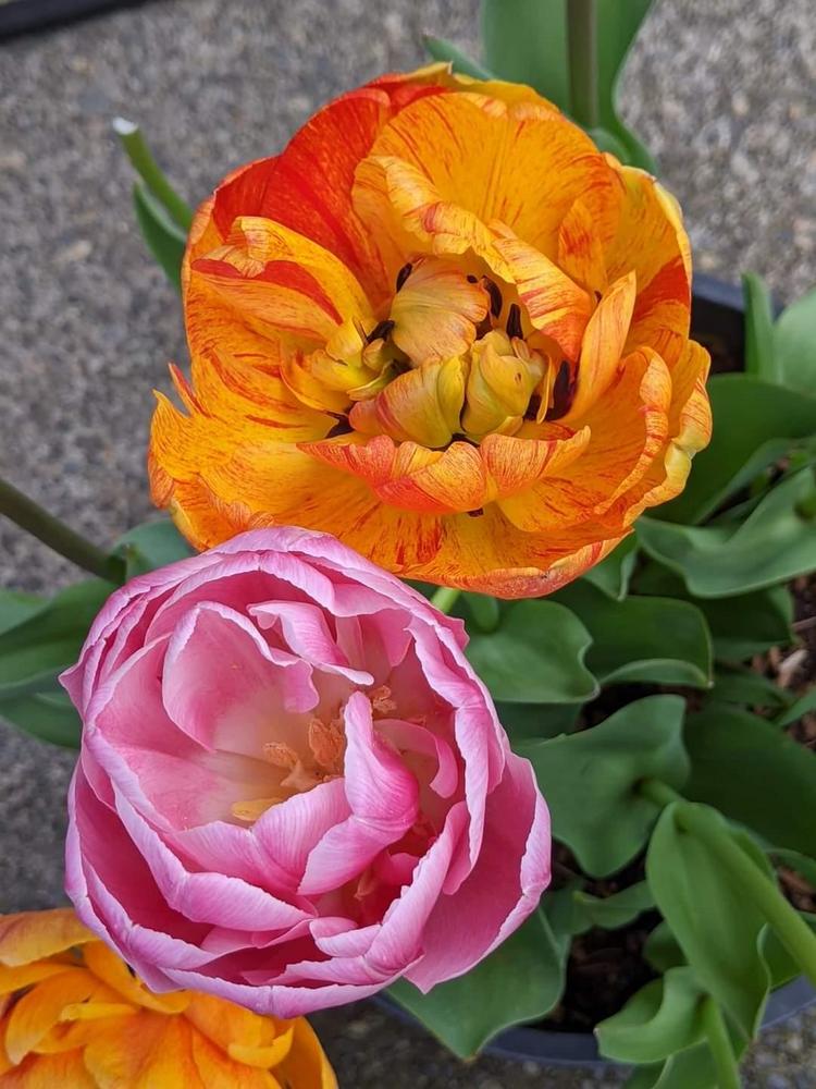Photo of Tulips (Tulipa) uploaded by Joy