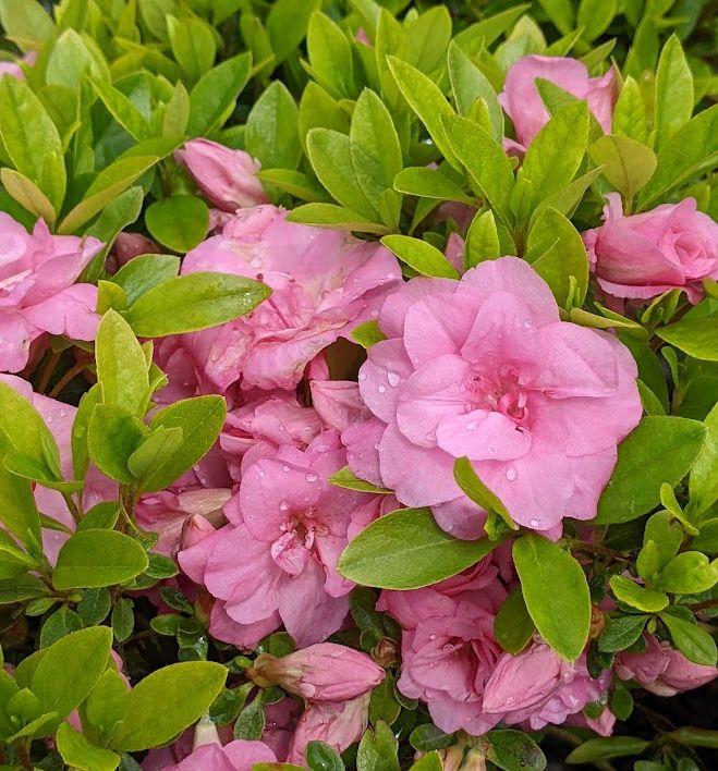 Photo of Azalea (Rhododendron 'Rosebud') uploaded by Joy