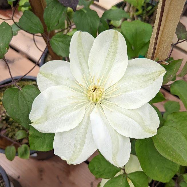 Photo of Clematis 'Guernsey Cream' uploaded by Joy