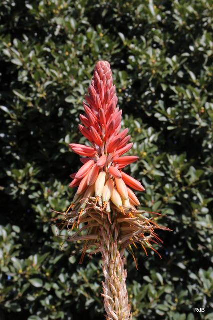 Photo of Aloes (Aloe) uploaded by RuuddeBlock