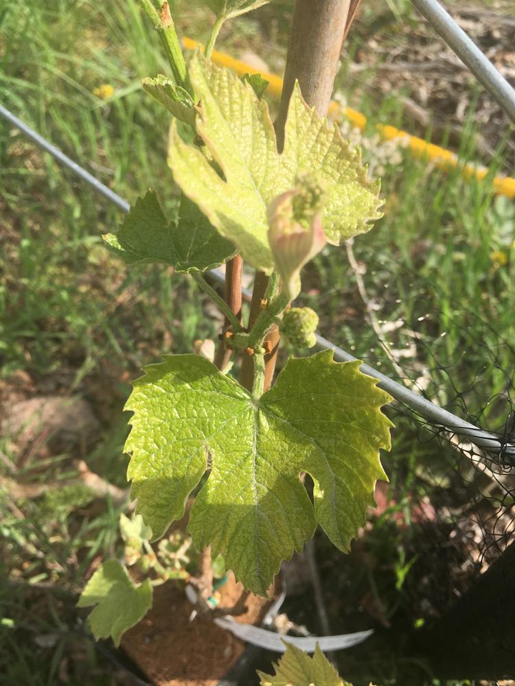Photo of Seedless Grape (Vitis 'Canadice') uploaded by SpringGreenThumb